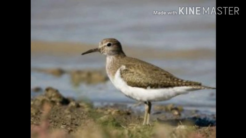Кулик-сорока Haematopus ostralegus