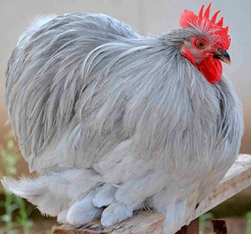 Карликовые кохинхины куры