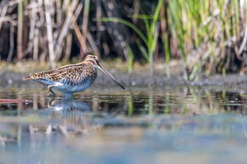 Pin-tailed Snipe, Gallinago stenura