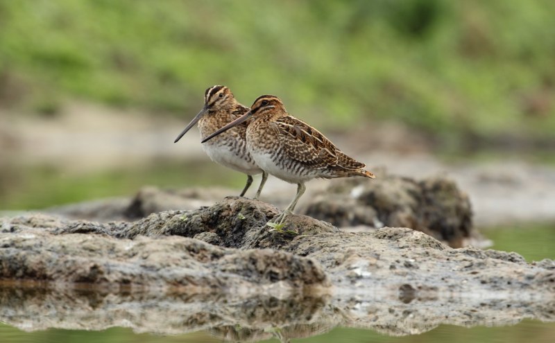 Бекас – Gallinago Gallinago