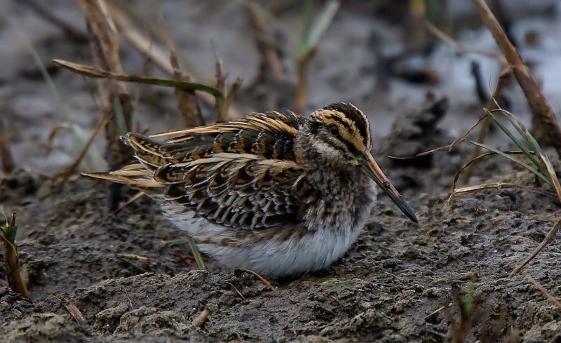 Кулик Бекас (Gallinago Gallinago)