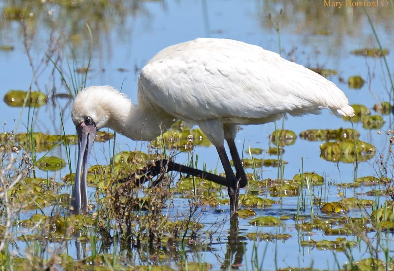Колпица обыкновенная (Platalea leucorodia)