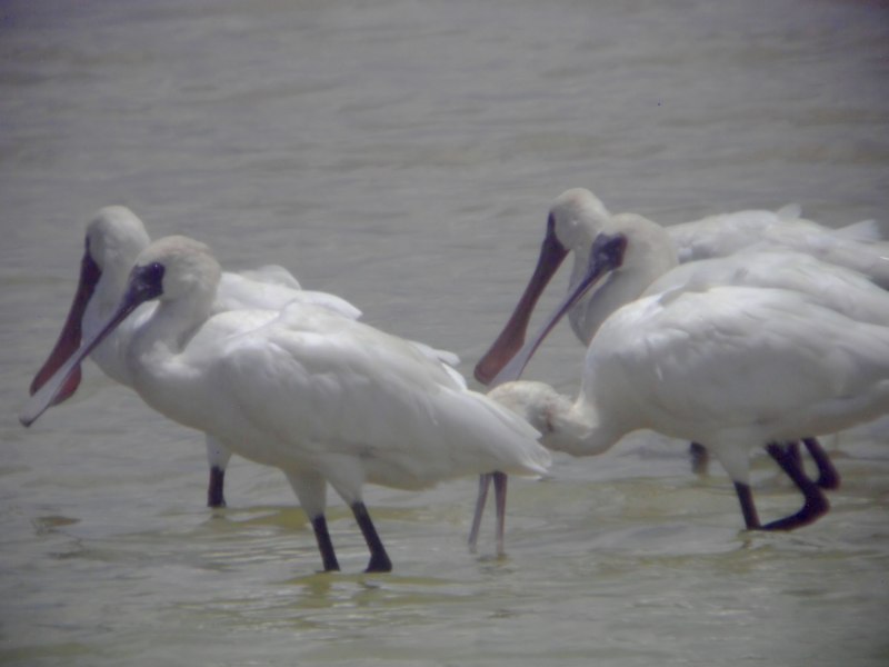 Platalea leucorodia