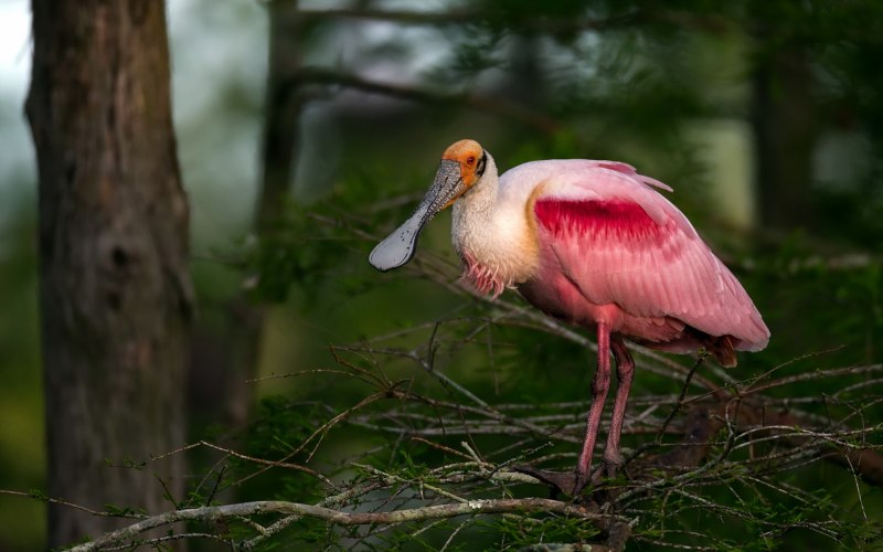 Roseate Spoonbill птица