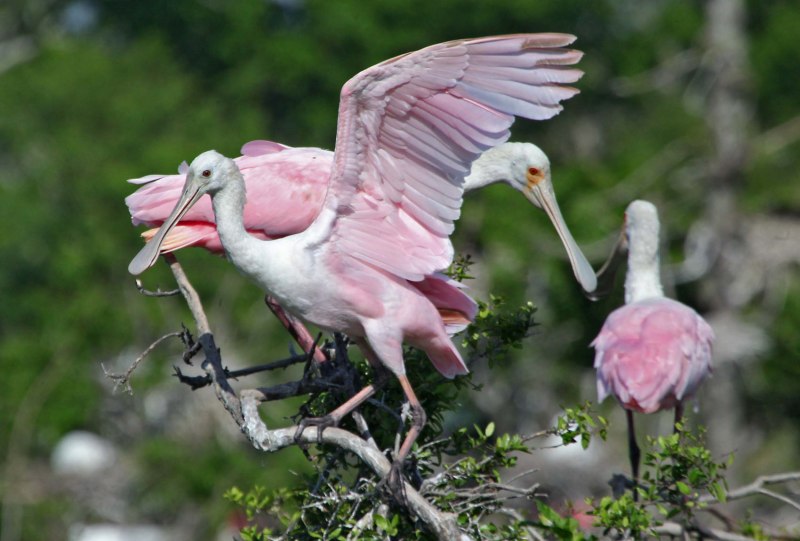 Колпица (Platalea leucorodia)