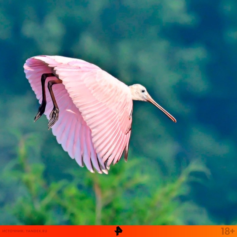 Малая колпица Platalea Minor