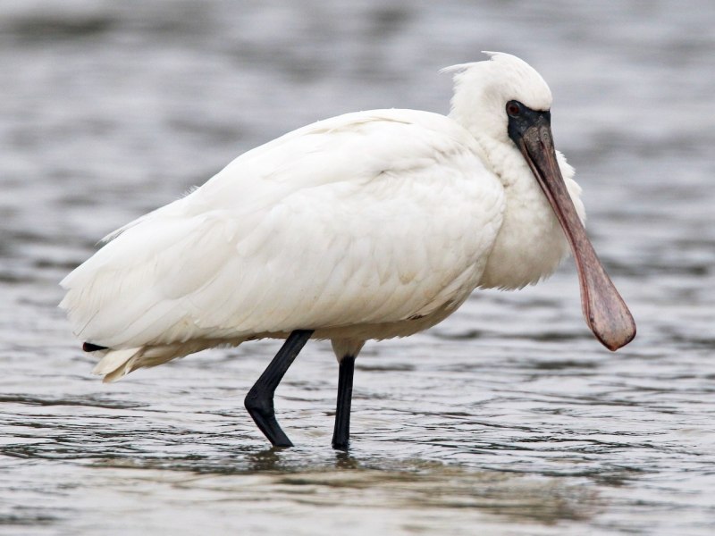 Малая колпица Platalea Minor