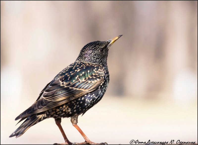 Sturnus vulgaris