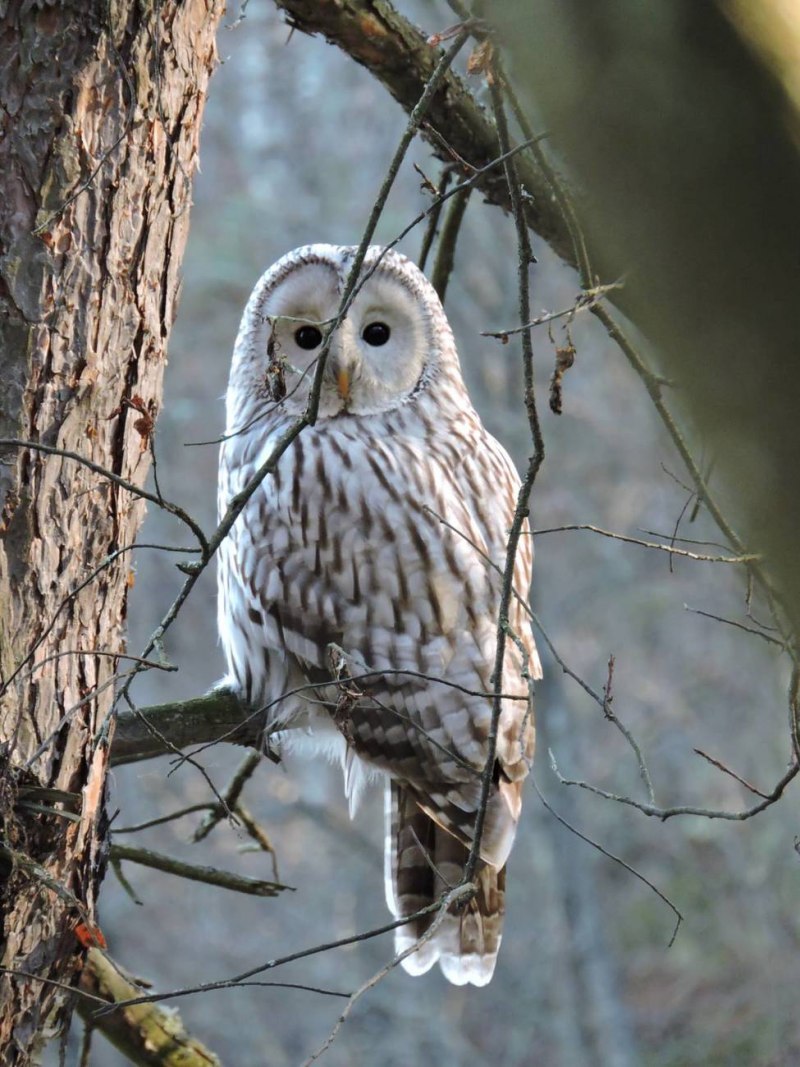 Длиннохвостая неясыть (Strix uralensis)