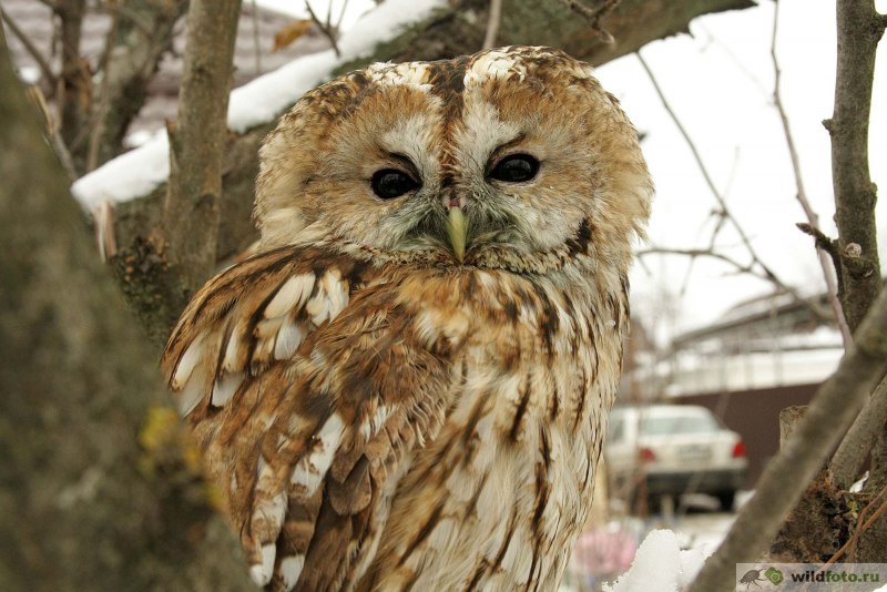 Серая неясыть - Strix aluco (Linnaeus, 1758)