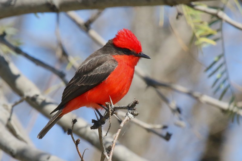Botgros Bird