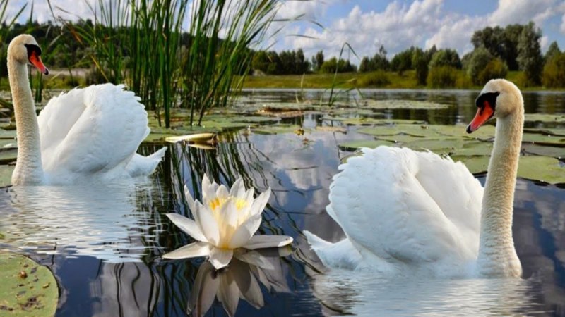 Лебеди (птицы)
