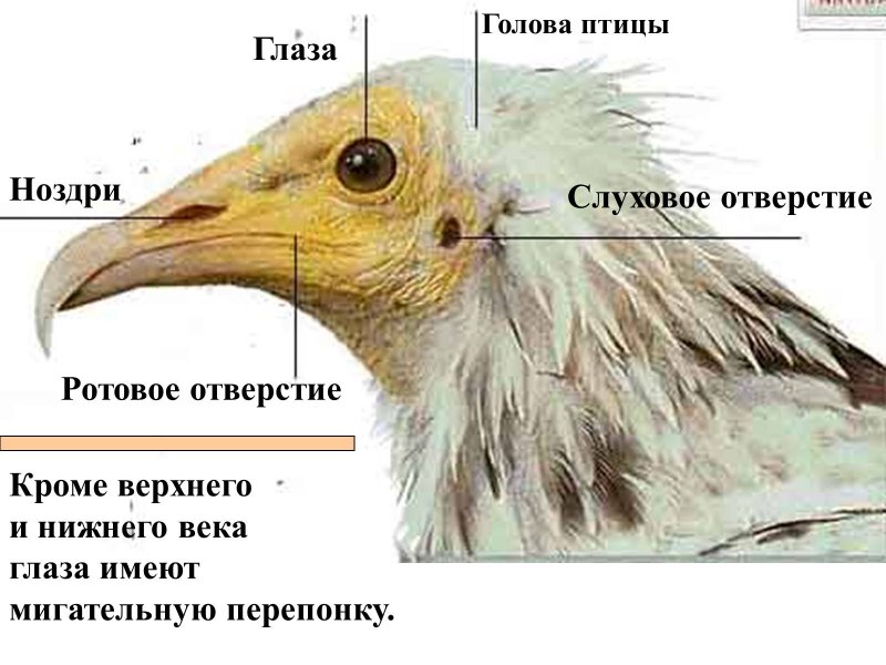 Слуховое углубление у птиц