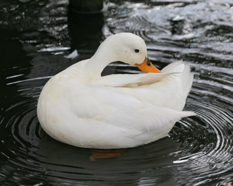 Водоплавающие птицы чистются