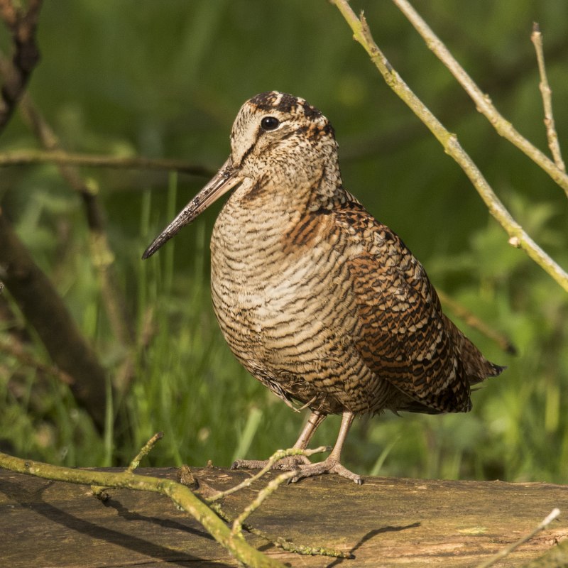 The Eurasian Woodcock (Scolopax rusticola)