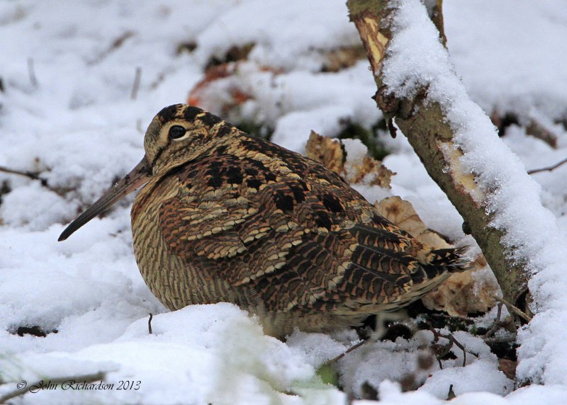 The great Snipe (Gallinago Media)