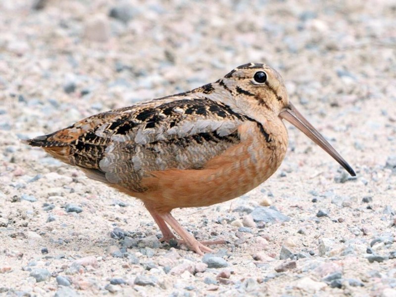 Американский Вудкок