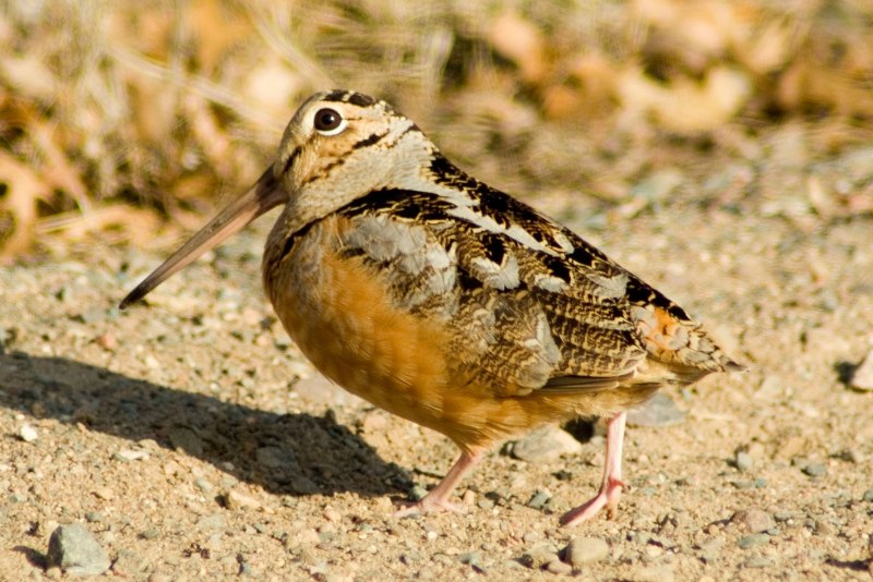 Бекас обыкновенный (Gallinago Gallinago