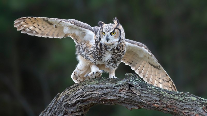 Eurasian Eagle Owl Attack