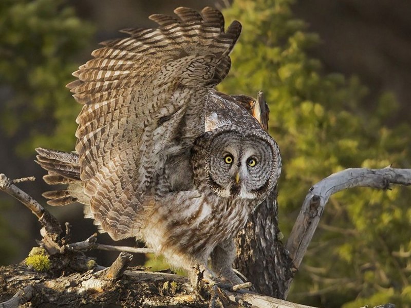 Евроазиатский Филин / Bubo Bubo
