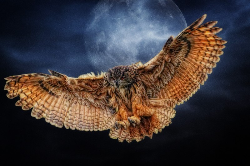 Филин Bubo Bubo ареал j,bnfybz