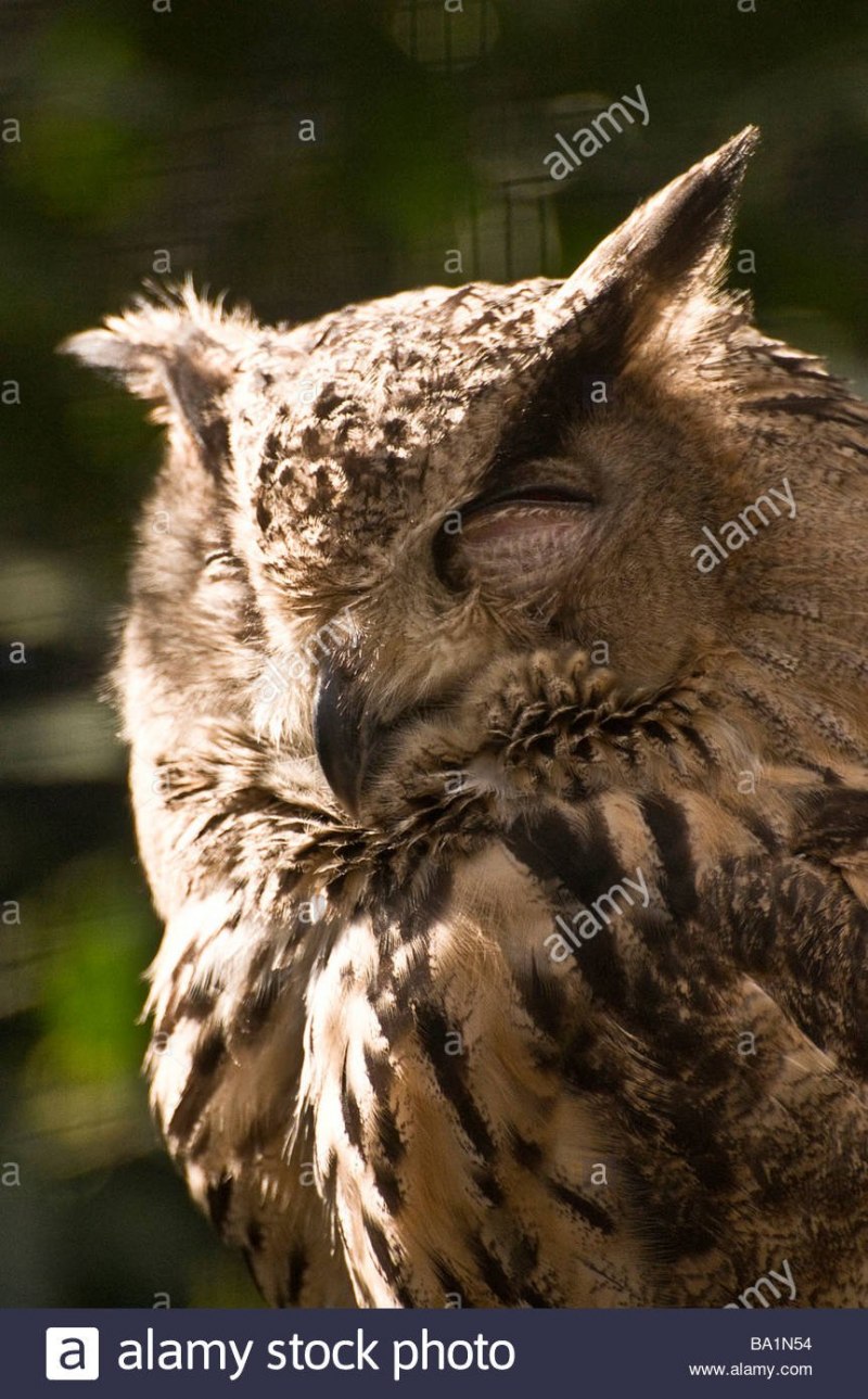 Филин фото 4к