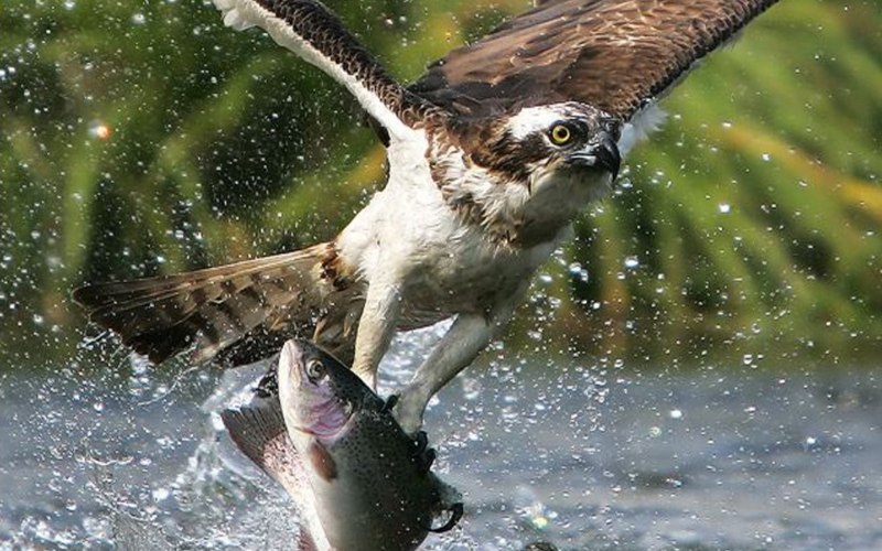 Bubo Bubo Масейкин