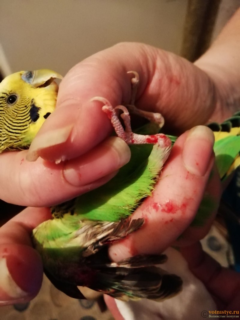 Корелла плачет