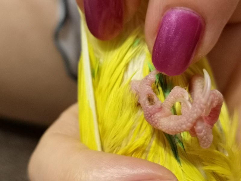 Нижняя часть клюва заходит за верхнюю