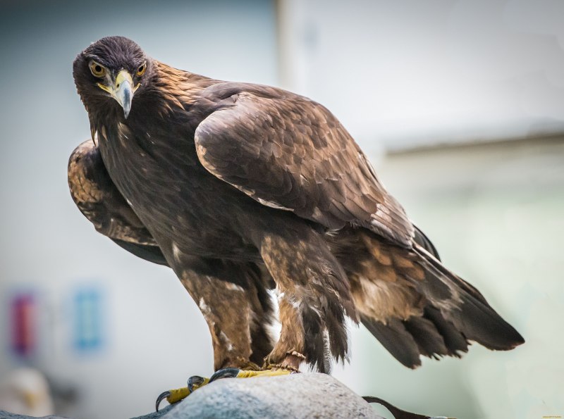 Aquila chrysaetos