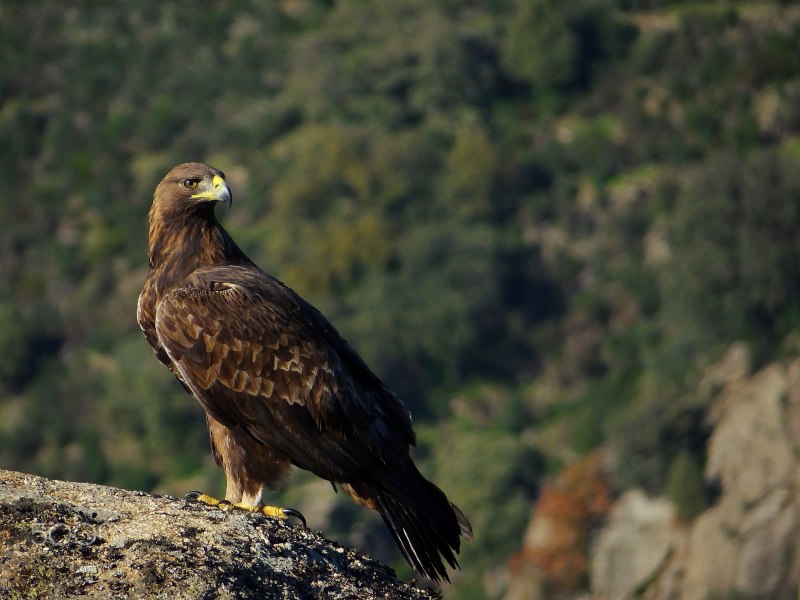 Aquila chrysaetos