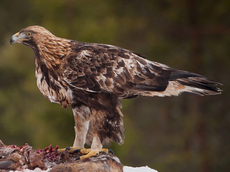 Беркут Aquila chrysaetos