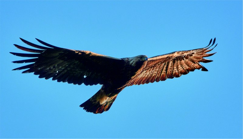 Беркут Aquila chrysaetos (Linnaeus, 1758)
