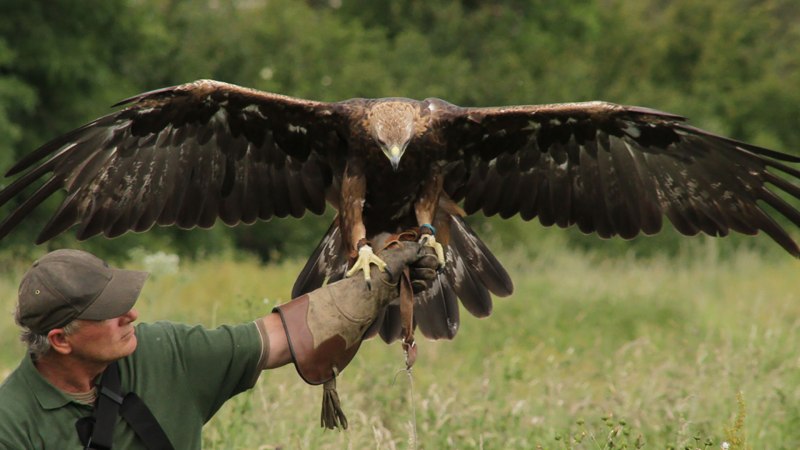 Беркут Aquila chrysaetos