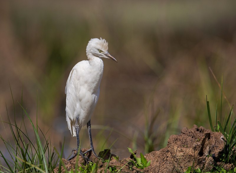 Bubulcus ibis
