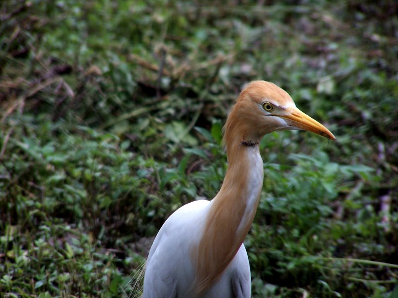 Egret picture