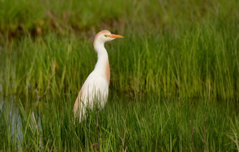 Египетская цапля Bubulcus ibis