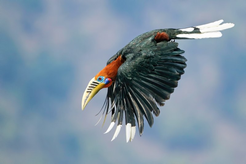 Amazonia Blue-Peacock.