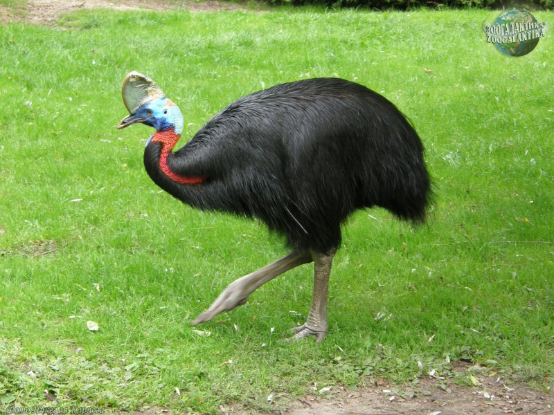 Яйцо Cassowary яйцо