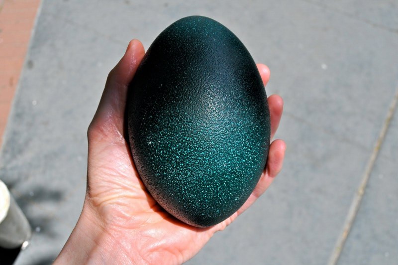 Eggs страус эму