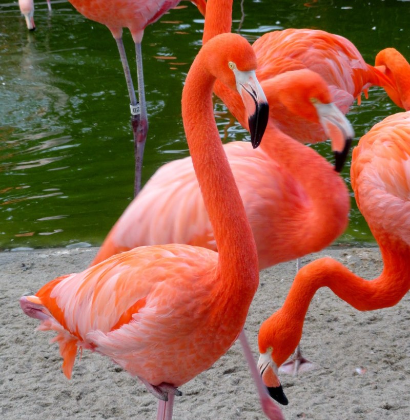 Flamingo Gardens Флорида