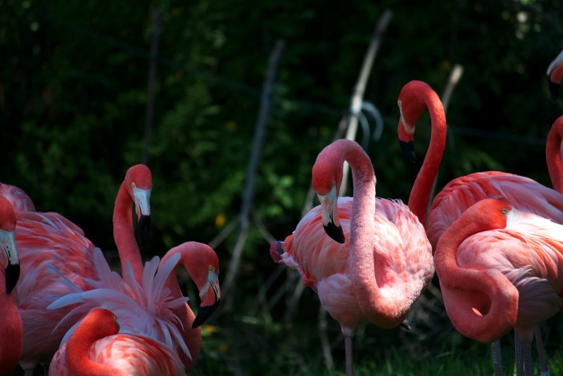 Фламинго (Flamingo) новозеландская флорибунда