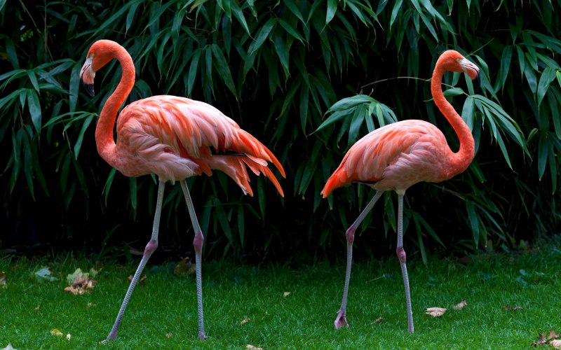 Phoenicopterus Chilensis