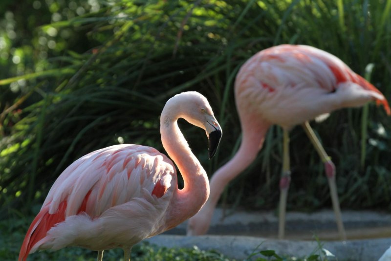 Flamingo Gardens Флорида