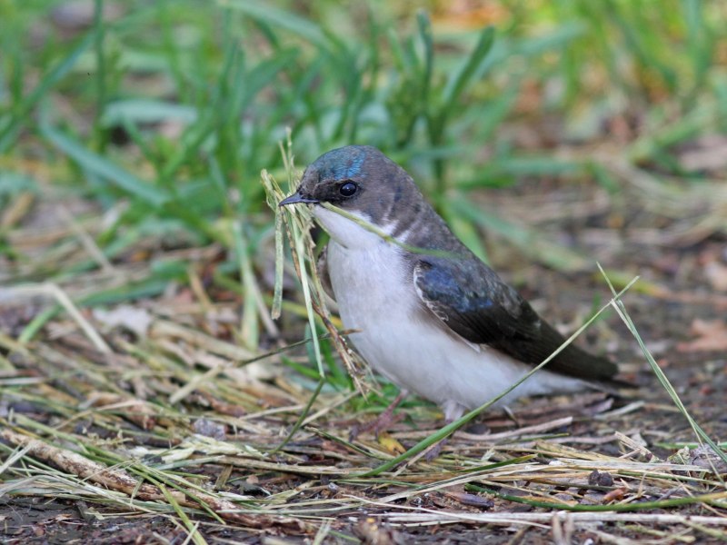 Сибирская чечевица Carpodacus roseus