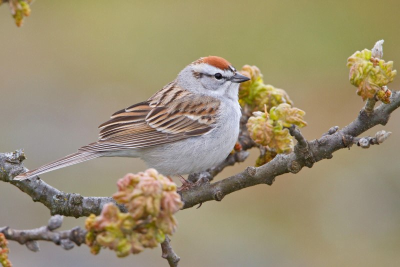 Sparrow monoband CW