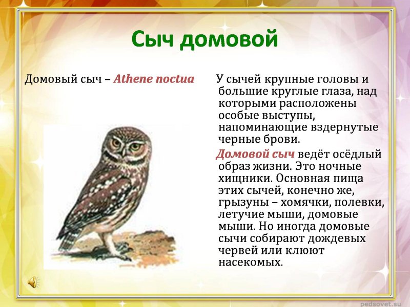 Сова карликовый Сыч