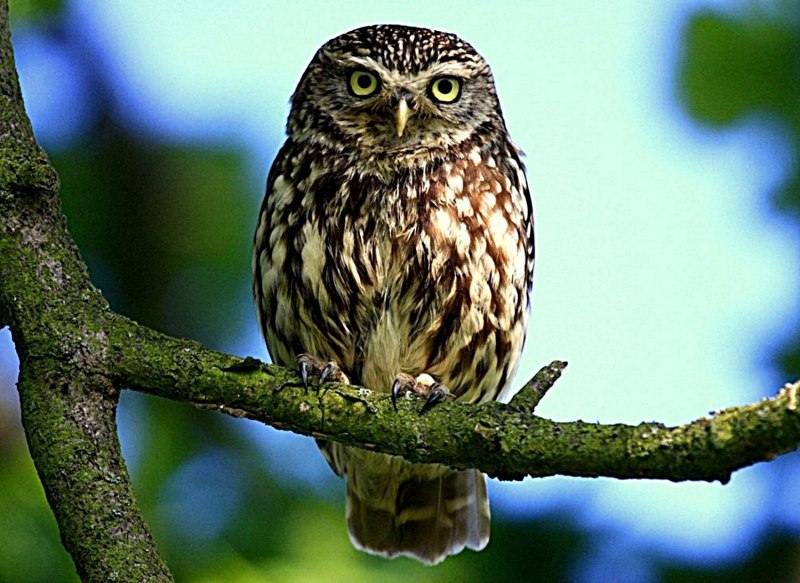 Glaucidium passerinum