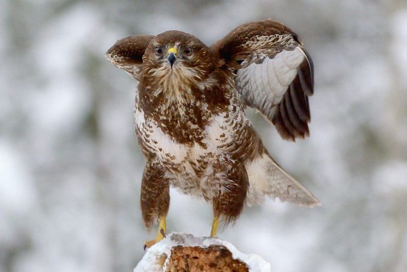 Обыкновенный канюк Buteo Buteo