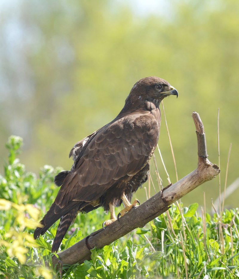 Обыкновенный канюк Buteo Buteo